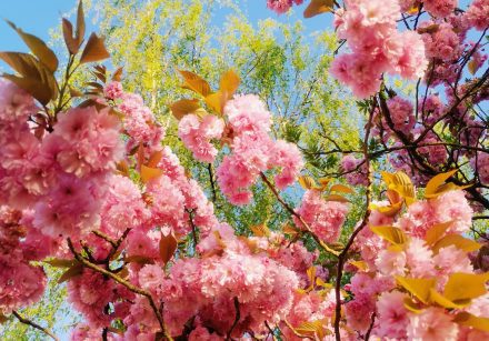 Spring Clean – 28 day nutrition and Pilates