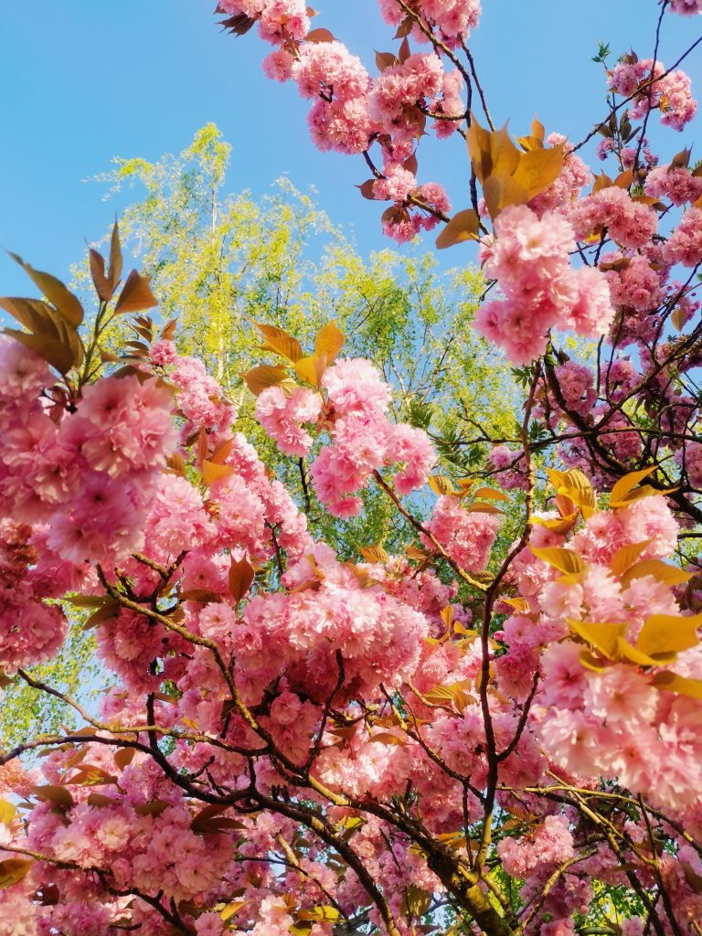 Histamine intolerance & hayfever - spring blossoms